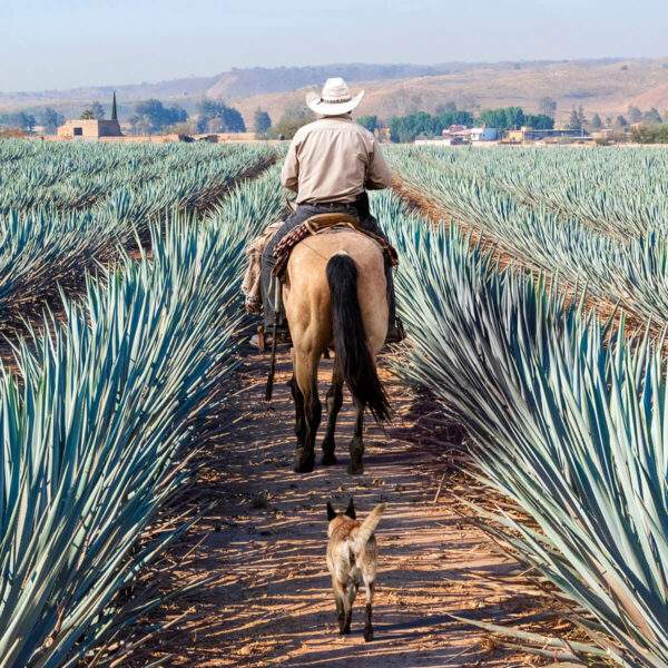 Quore WebsitePic DulceDeLecheTequila Agave 1200